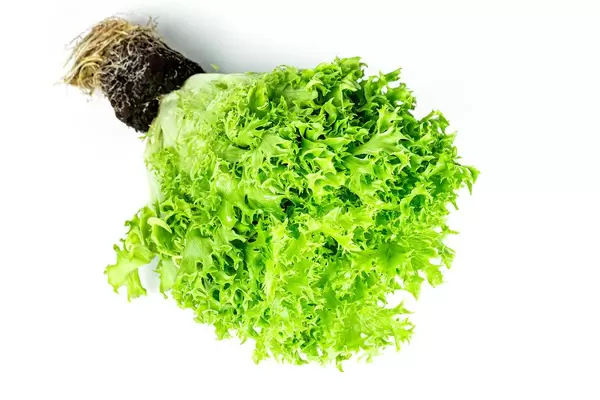 Fresh lettuce bush with roots on white