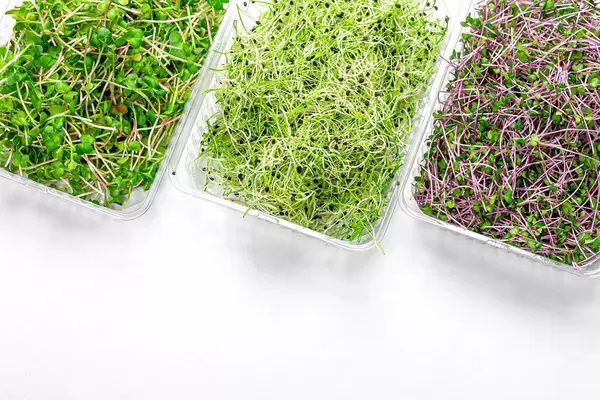 Fresh micro-green cabbage, radish and onion in plastic containers on a white background. Top view (Flip 2019)
