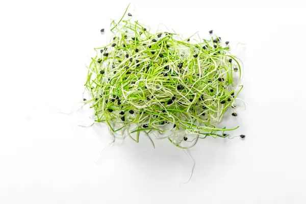 Fresh micro green onion on white background. Top view (Flip 2019)