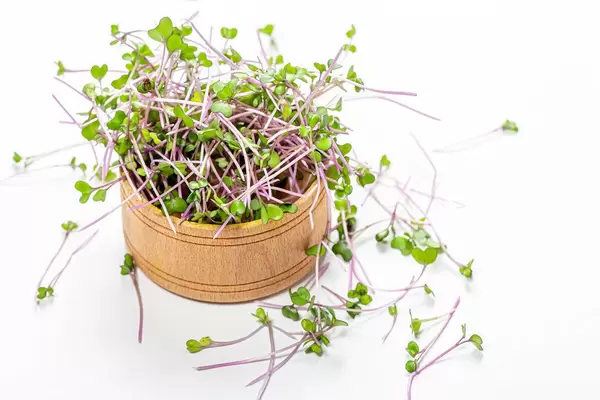 Fresh micro greens cabbage in a small wooden bowl. The concept of a healthy vitamin-rich salad (Flip 2019)