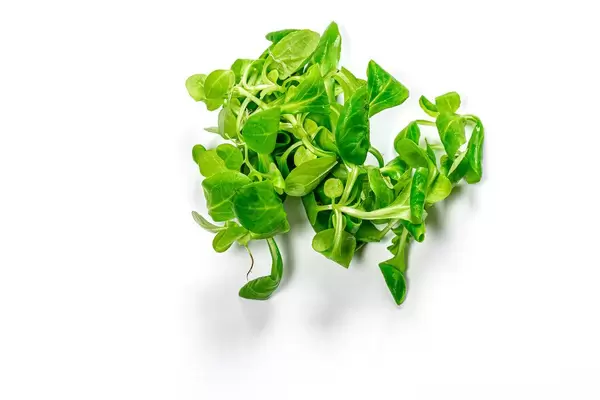 Fresh micro greens corn salad on white background. Top view (Flip 2019)
