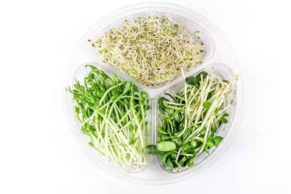 Fresh micro-greens of peas, sunflowers and onions on a white background, top view (Flip 2020)