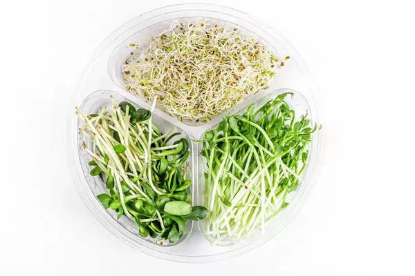 Fresh micro-greens of peas, sunflowers and onions on a white background, top view