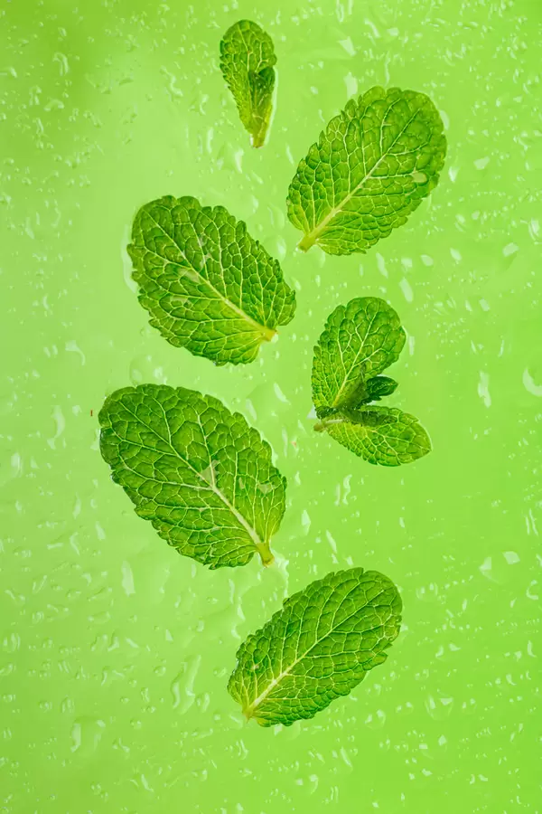 Fresh mint leaves on a wet green background