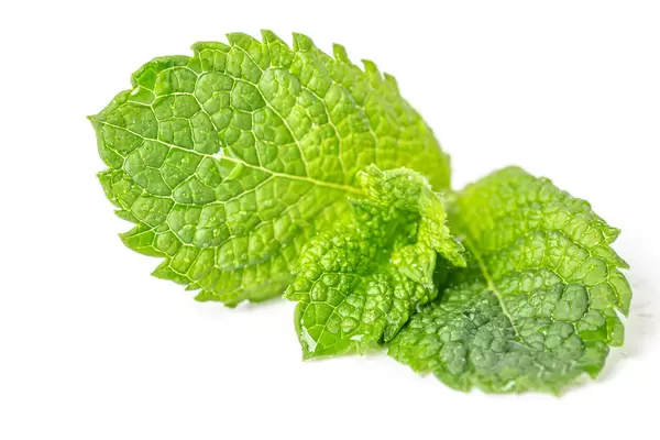 Fresh mint with water drops on white