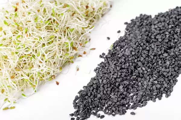 Fresh onion microgreen with onion seeds on a white background (Flip 2020)