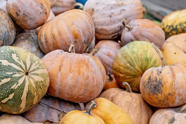 Fresh orange pumpkins