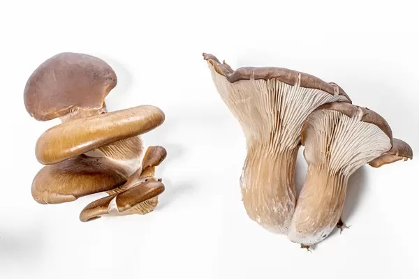 Fresh oyster mushrooms on white background (Flip 2019)
