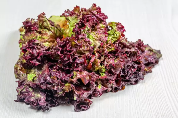 Fresh purple lettuce on white wooden background