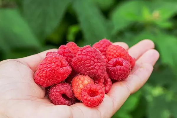 Fresh raspberries in a woman's hand