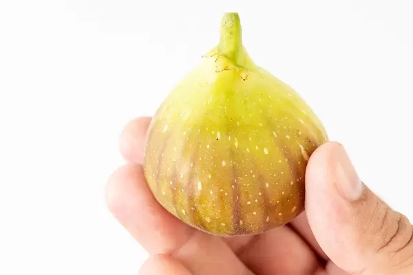 Fresh raw Fig in the hand (Flip 2019)
