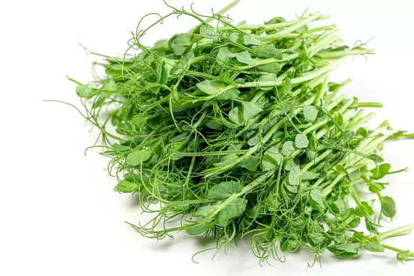 Fresh raw micro greens pea on white background