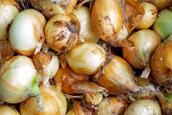 Fresh raw onions background