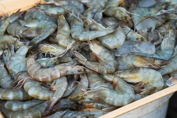 Fresh raw shrimp on display at a local market in Bacolod