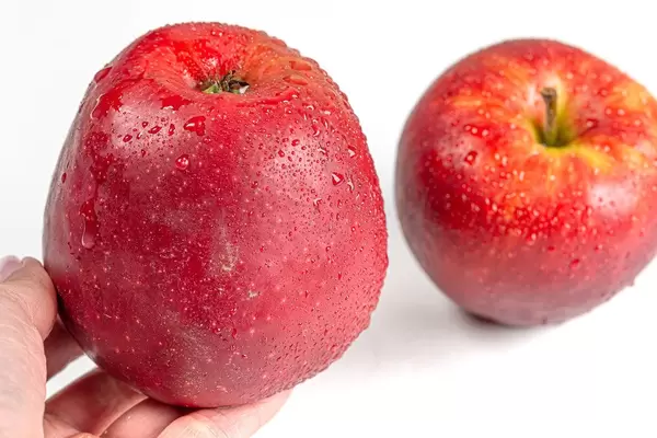 Fresh red apple with drops of water in hand