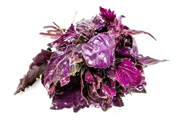 Fresh red basil on a white background