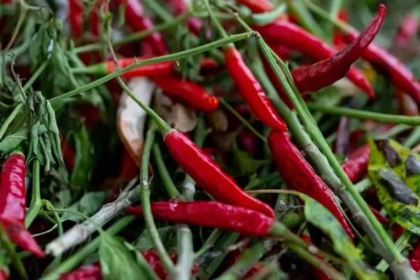 Fresh red chilli pepper
