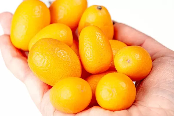 Fresh ripe kumquat fruit in a woman's hand (Flip 2020)