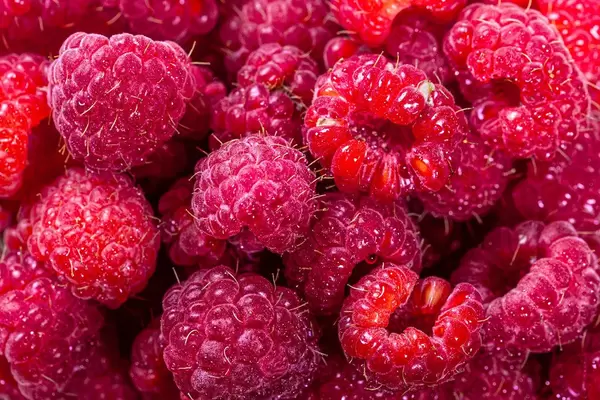 Fresh ripe raspberry background. Close up