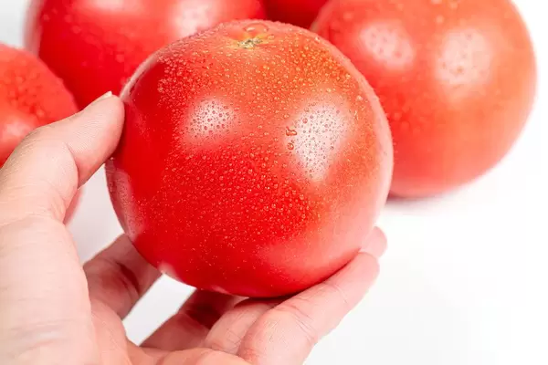 Fresh ripe tomato with water droplets in a woman's hand