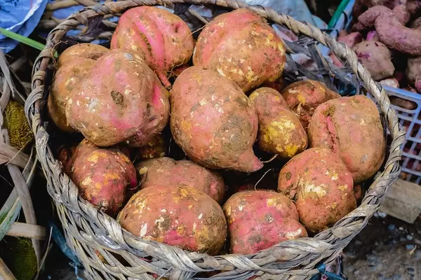 Fresh root crops on old basket (Flip 2019)