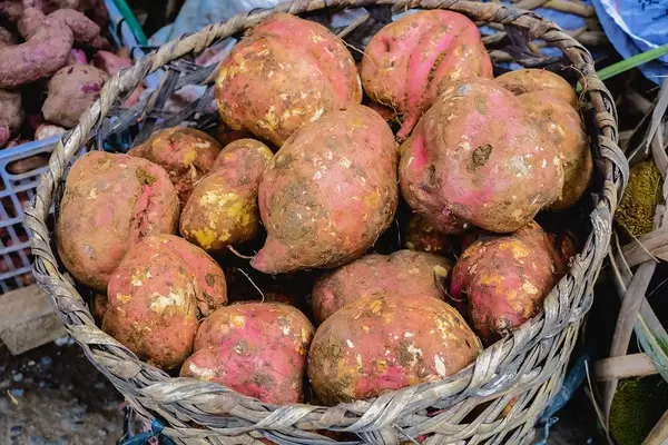 Fresh root crops on old basket