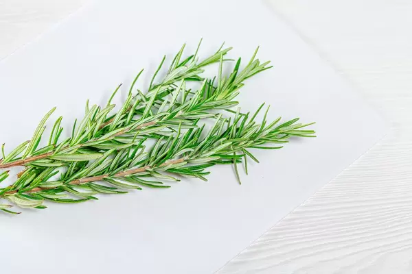 Fresh rosemary branches