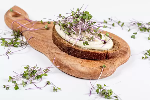 Fresh sandwich with micro-greens of cabbage and cheese