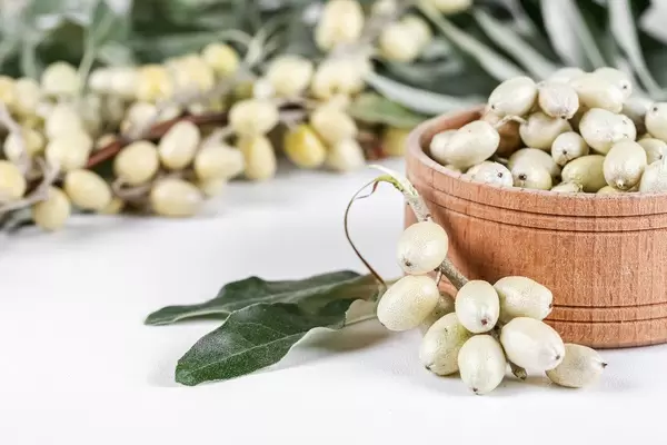 Fresh sea buckthorn berries in a wooden bowl and on branches with leaves