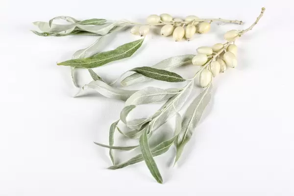 Fresh sea buckthorn berries on a white background