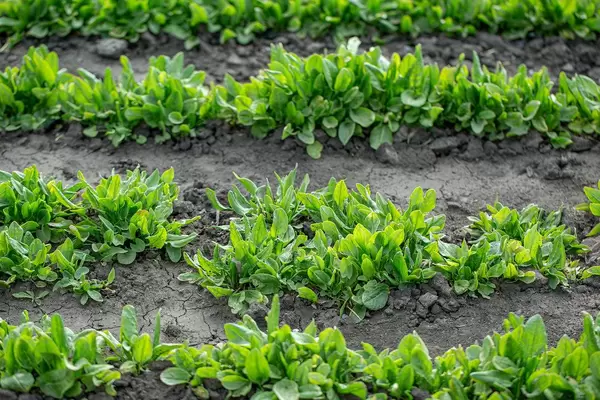 Fresh sorrel plants in the garden