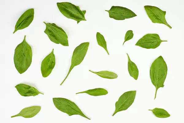 Fresh spinach leaves on white