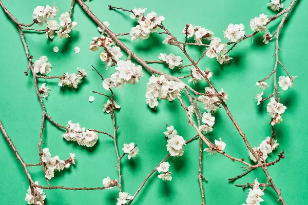 Fresh spring background with blossoming tree branches