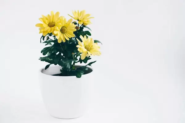 Fresh spring yellow flowers in a pot. White background.