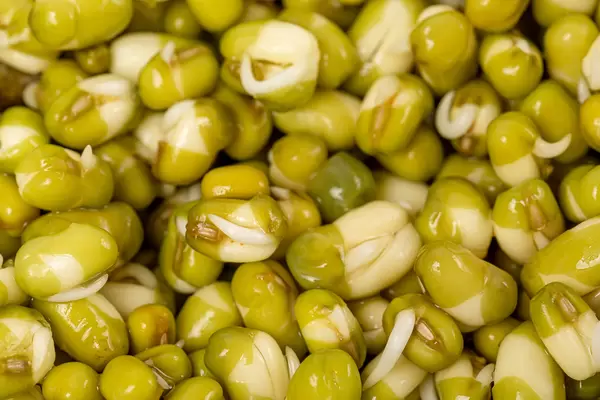 Fresh sprouted mung seeds background