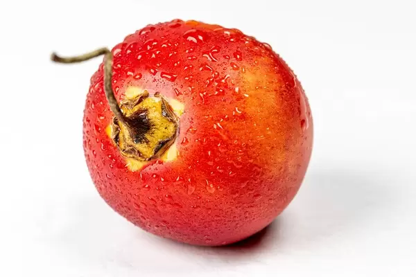 Fresh tamarillo with water drops on white background (Flip 2020)