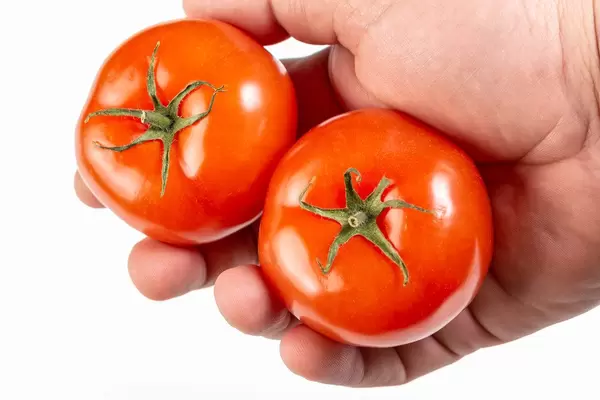 Fresh Tomatoes in the hand above white background (Flip 2019)