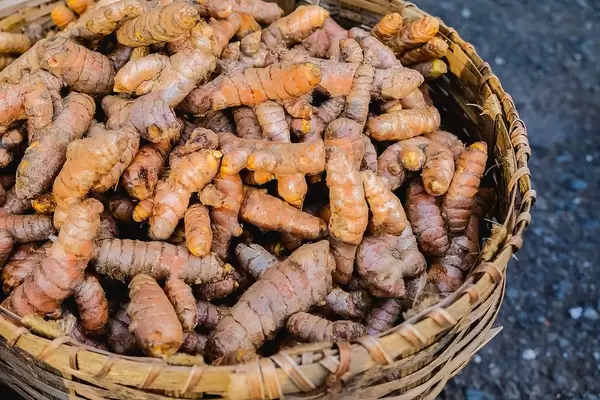 Fresh turmeric root crop close up shot (Flip 2019)