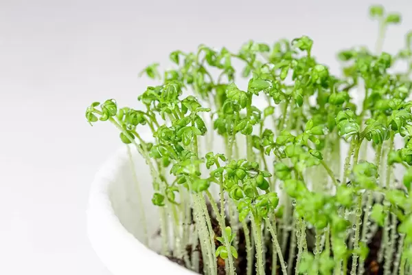 Fresh watercress in flower pot (Flip 2020)