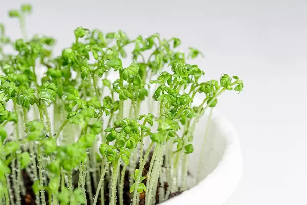 Fresh watercress in flower pot