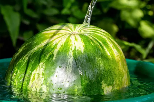 Fresh watermelon in a bowl of water and water pours on top of it