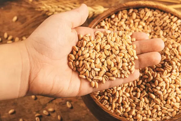 Fresh wheat grain in the hand of a child, close-up