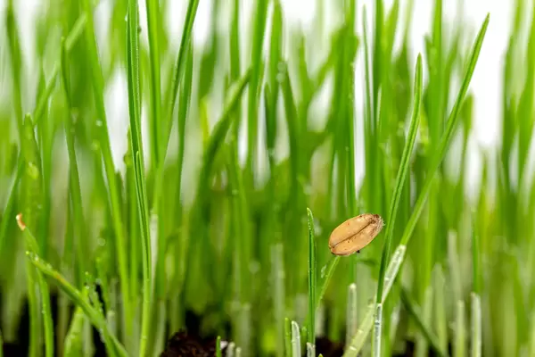Fresh wheat grass sprouted, close up