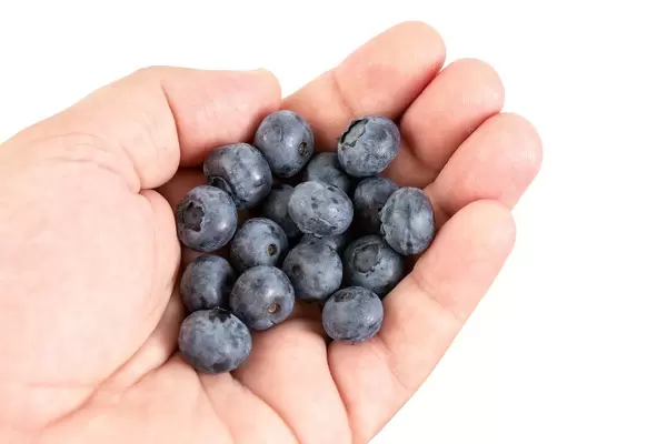 Fresh Whole Blueberries in the hand (Flip 2019)
