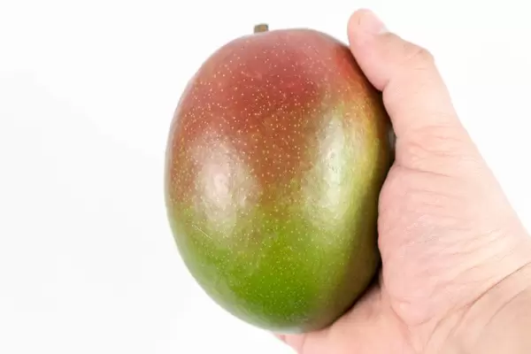 Fresh whole Mango fruit in the hand above white background (Flip 2020)