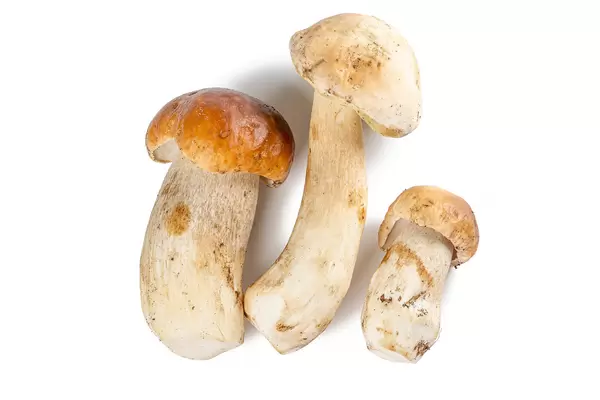 Fresh wild porcini mushrooms on a white background
