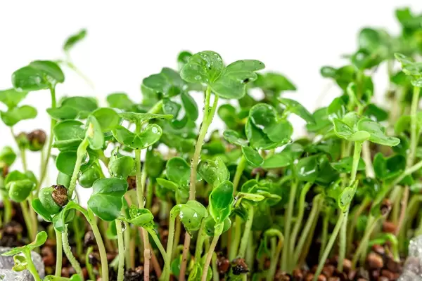 Fresh young micro-greens radish growing in the ground, close- up (Flip 2020)