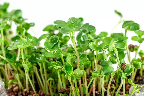 Fresh-young-micro-greens-radish-growing-in-the-ground-close-up.jpg