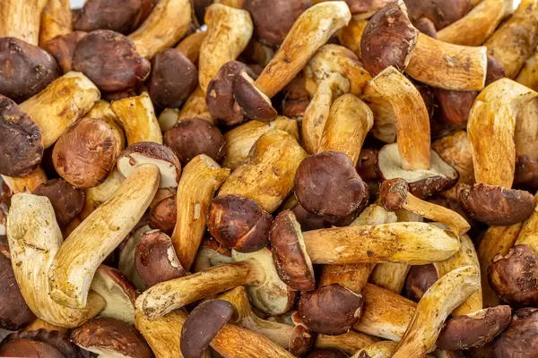 Freshly harvested boletus mushrooms background