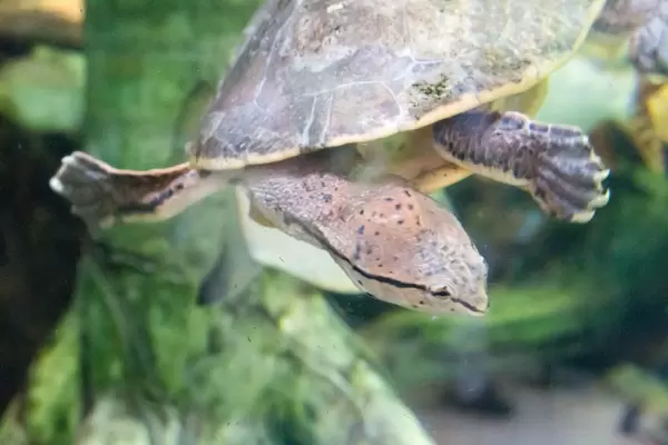 Freshwater turtle at Shedd Aquarium